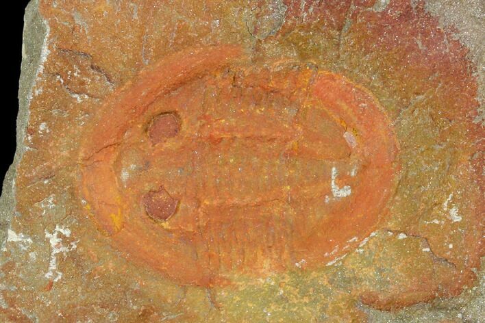 Red, Ordovician Asaphellus Trilobite - Morocco #105869